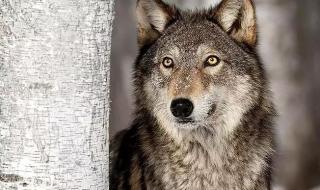 国家级保护犬科动物 狼是保护动物吗